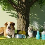 10 Conseils Essentiels Pour Protéger Vos Animaux En Canicule
