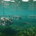 Anguilles dans la Seine : Un Retour Écologique Prometteur
