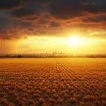 Canicule en France : Prévisions et Orages à Venir