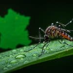 Chikungunya en France : Alerte sur les Cas Autochtones