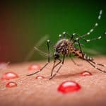 Chikungunya et Dengue : Alerte aux Moustiques en France