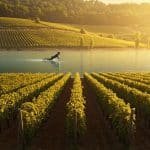 Frédéric Panaïotis : Hommage au Visionnaire du Champagne