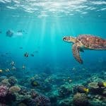 Pourquoi Sauver Nos Océans Est Vital Pour La Planète