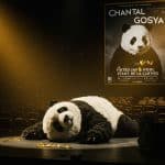 Vol de Costume à Mulhouse : Où est Pandi Panda ?