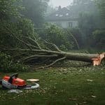 Accident Mortel à Yvelines : Arbre Fauche Vie en Jardin