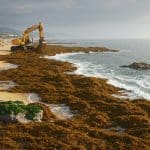 Algues Envahissantes : Crise Écologique sur les Plages Andalouses