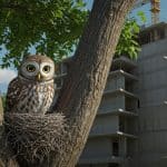 Chouette Chevêche : Scandale Écologique à Marseille