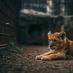 Délaissés par Leur Mère, Lionceaux Euthanasiés : Polémique