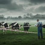 Dermatose Bovine : Vaccination et Abattage en Débat