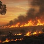 Feu de Forêt à Madrid : Contrôle Fragile Face au Vent