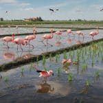 Flamants Roses : Menace Sur le Riz à Risotto Italien