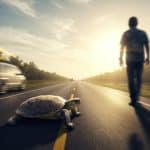 Floride : Sauver une Tortue Cause un Accident Mortel