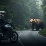 Motard Tué par un Ours en Roumanie : Tragédie en Montagne
