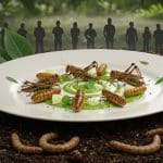 Pourquoi les Insectes Ne Conquièrent Pas Nos Assiettes