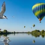 Protéger Les Sternes : Montgolfières Plus Hautes Dans Le Maine-et-Loire