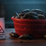 Rappel Urgent : Moules Contaminées à la Salmonella en France