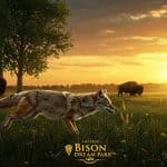 Rêve de Bisons : Coyotes et Faune Sauvage à Muchedent