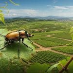 Scarabée Japonais en Alsace : Une Menace pour la Biodiversité