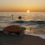 Tortues Caouannes : Un Trésor Émerge sur les Plages Méditerranéennes
