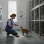 Travaux d'Intérêt Général : Une Nouvelle Vie pour les Chats