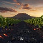 Vin Volcanique : Un Label Unique Né en Auvergne