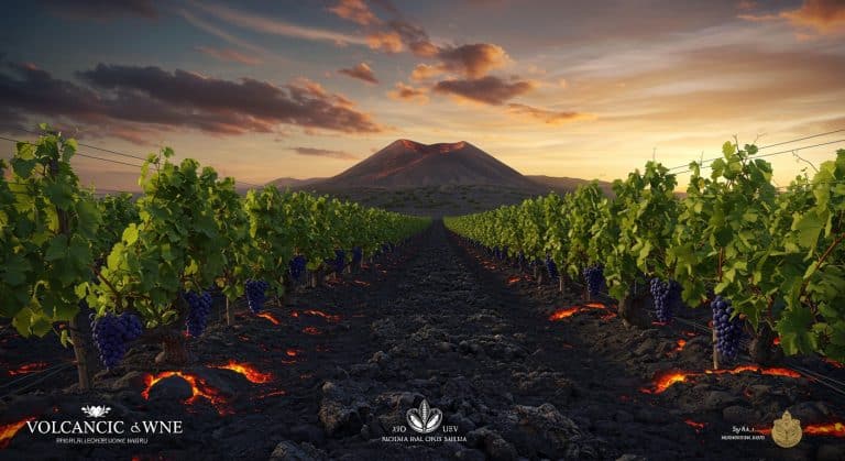 Vin Volcanique : Un Label Unique Né en Auvergne