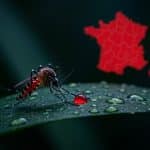 West Nile et Chikungunya : Alerte aux Virus en France