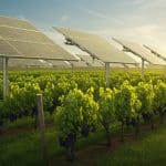 Agrivoltaïsme : Une Révolution Verte pour les Vignes