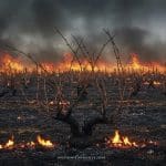 Aide aux Viticulteurs de l’Aude : Réponse à l’Incendie