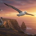 Aimer Comme un Albatros : La Nature Guérit l’Âme