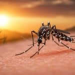 Dengue et Chikungunya : Alerte aux Moustiques en France