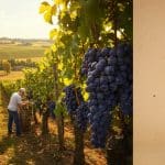 Domaine Viticole Chelles : Une Réussite Consacrée en 2026
