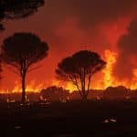 Incendiaire Arrêté à Bédarieux : Enquête sur les Feux du Sud