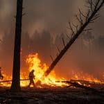 Incendie à Yerres : 2000 m² de Forêt Dévastés