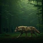 Le Loup de Retour en Île-de-France : Un Débat Enflammé