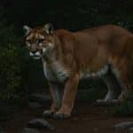 Puma Attaque Enfant : Drame en Californie