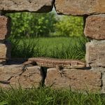Recenser Les Lézards Des Murailles : Un Geste Écologique