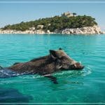 Sangliers Dans Le Var : Une Invasion Surprenante Des Îles