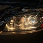 Un Chaton Survives 500 Km dans une Voiture