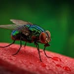 Un Parasite Mangeur de Chair Frappe les USA