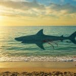 Attaque de Requin au Texas : Une Fillette de 8 Ans Blessée