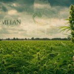 Cannabis Light : La Bataille des Producteurs Français