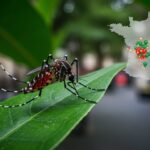 Chikungunya 2025 : Une Épidémie Record en France