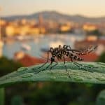 Chikungunya 2025 : Une Épidémie Record en France