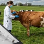 Dermatose Bovine : Alerte sur un Nouveau Foyer dans l’Ain