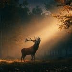 Le Brame du Cerf en Direct : La Slow TV S’invite en France