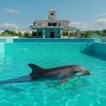 Marineland : Les Dauphins Vers un Nouveau Départ