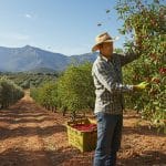 Poivre de Sichuan S’Adapte Aux Pyrénées-Orientales