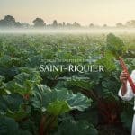 Rhubarbe d’Exception : Les Chefs Étoilés en Raffolent