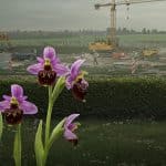 Tourcoing : Trois Orchidées Bloquent un Chantier à 400M€